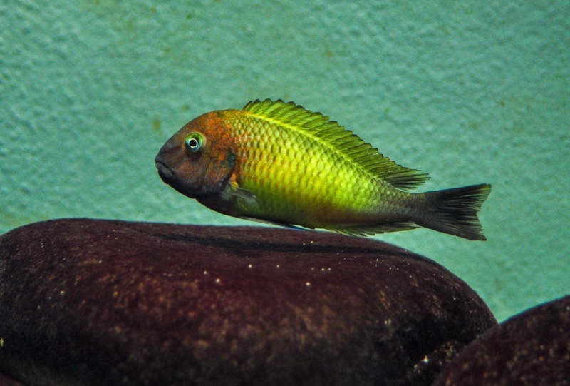 Tropheus moorii 'Nkonde'